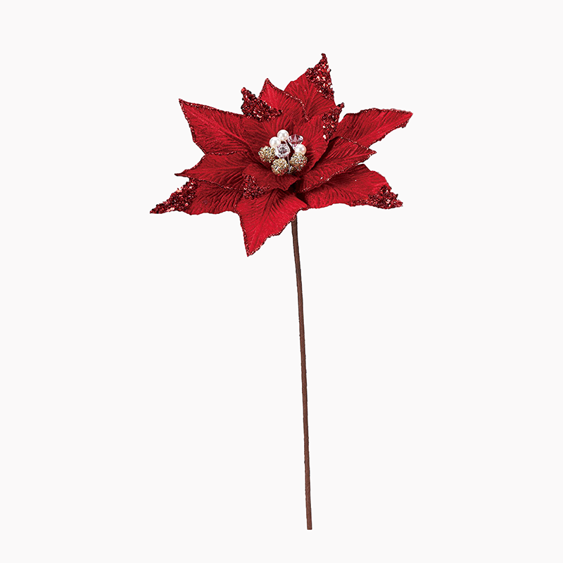 <8月下旬入荷>ポインセチア|ベルベット(※入荷後発送)