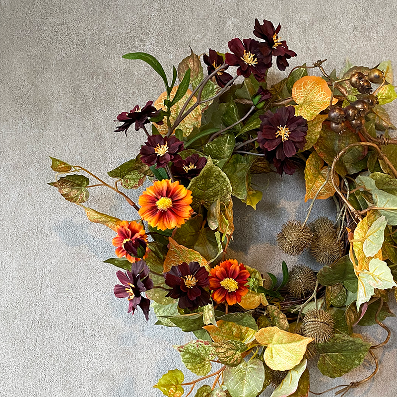 コスモス|チョコブラウン