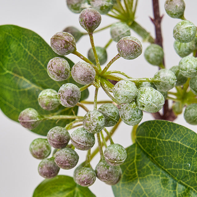 パティナベリー