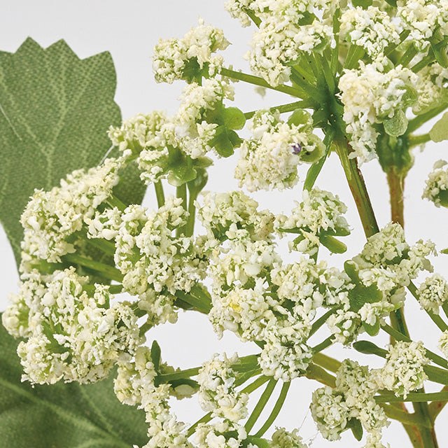 アンジェリカ|ホワイト