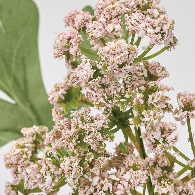 アンジェリカ|ピンク