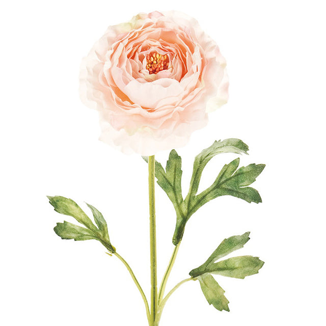 ラナンキュラスソネット|ピンク