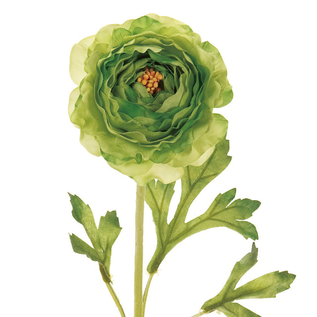 ラナンキュラスソネット|グリーン