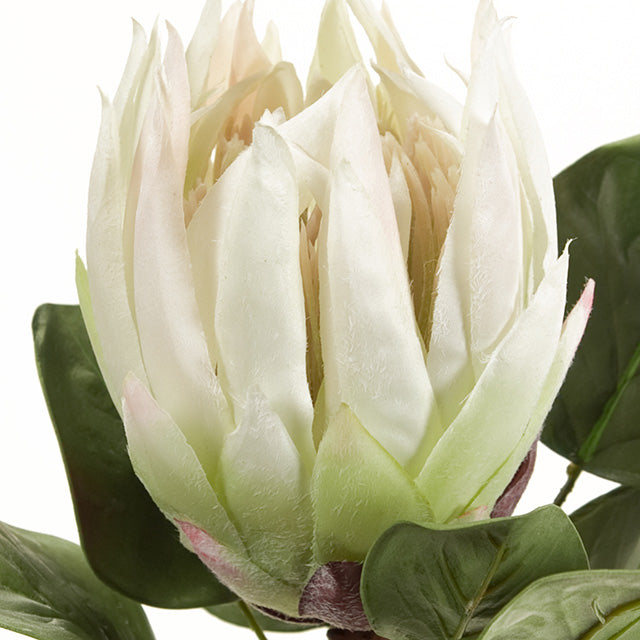 キングプロテア|ホワイト