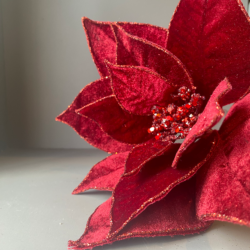 ベルベットポインセチア|Mサイズ
