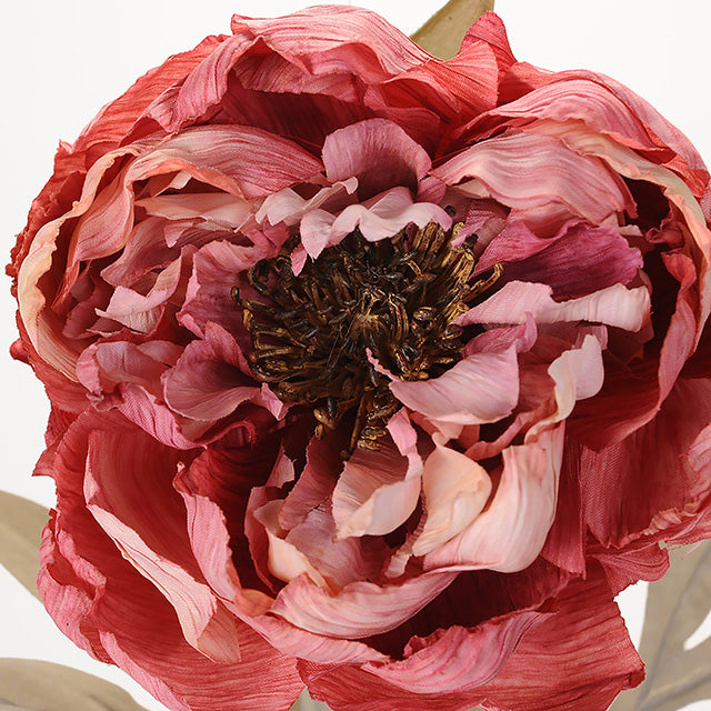 ロマンティカピオニー