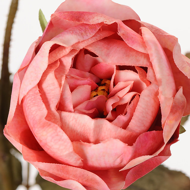 ジュディローズ