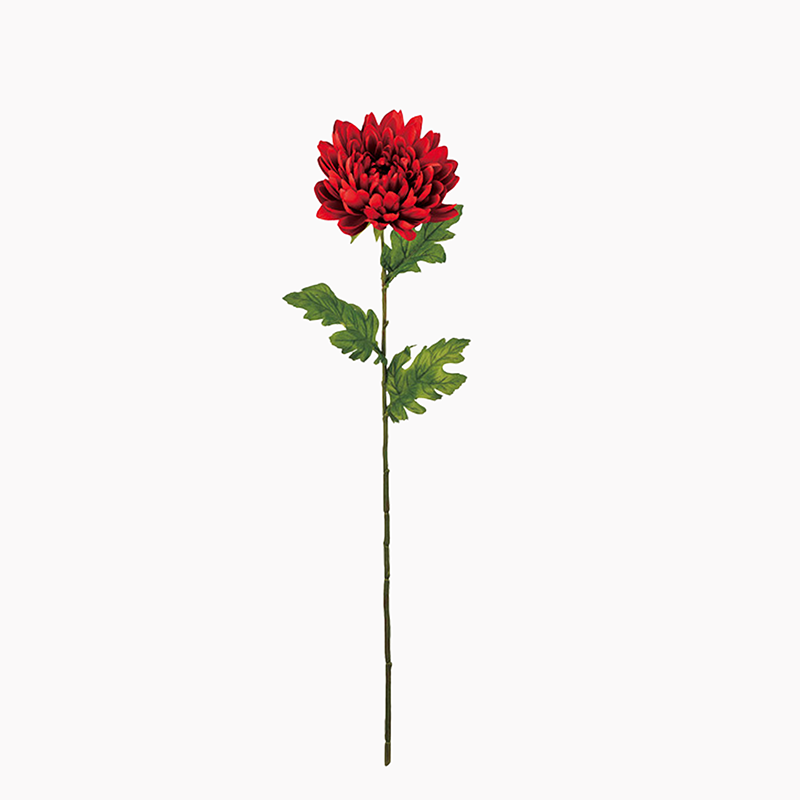 ＜10月中旬入荷予定＞あけぼの菊