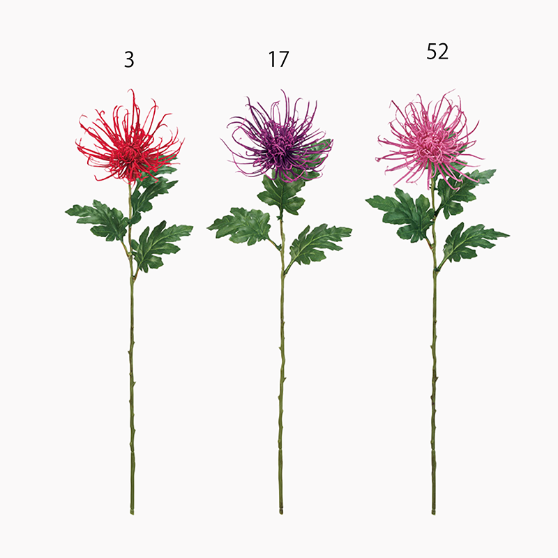 ＜10月中旬入荷予定＞糸菊