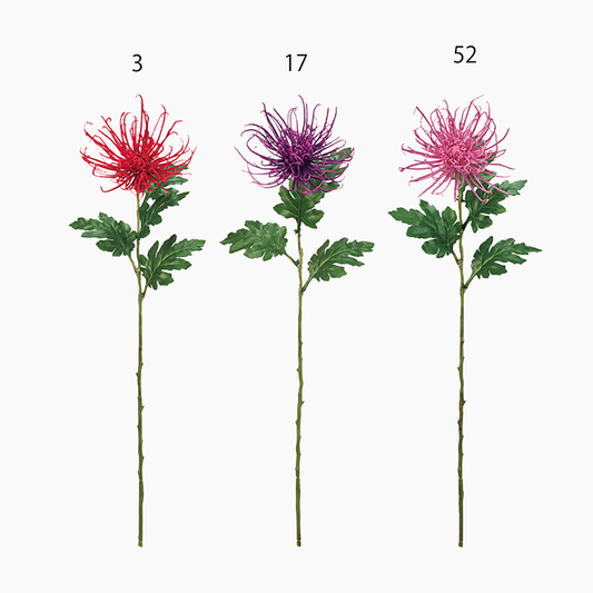 糸菊