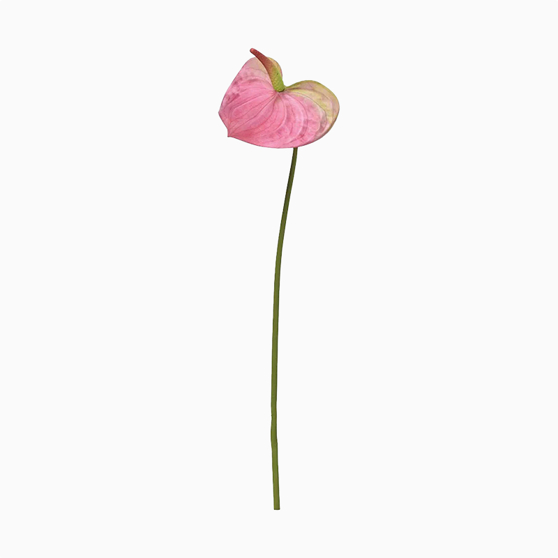 アンスリウム　ピンク　造花　アーティフィシャルフラワー　アスカ　フラワーアレンジ　トロピカルフラワー