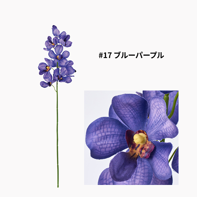 オーキッド
