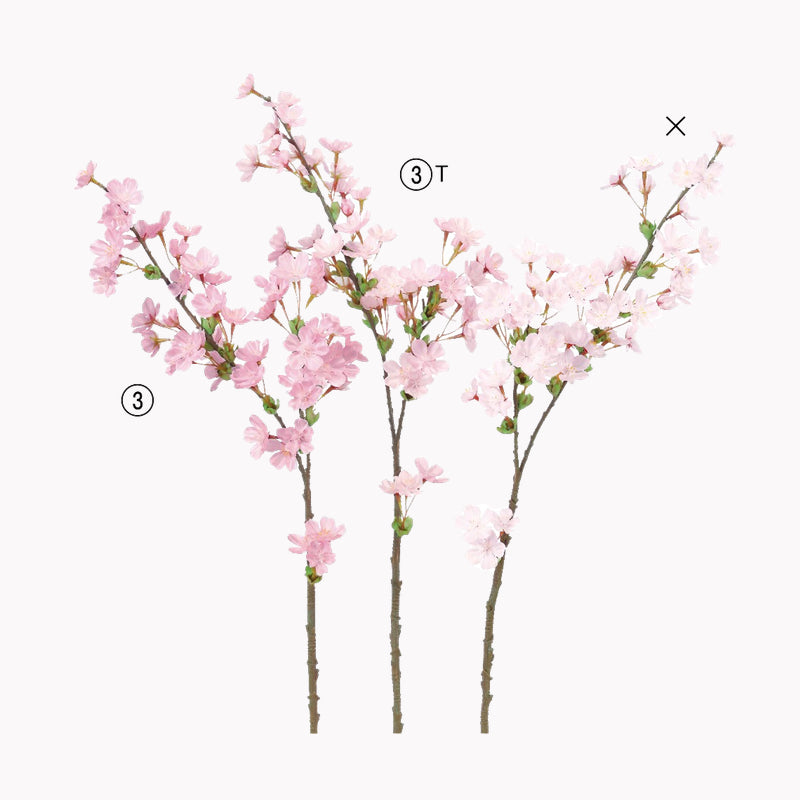 桜｜59cm