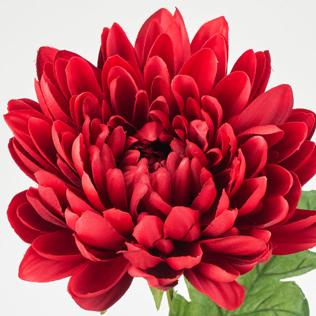＜10月中旬入荷予定＞あけぼの菊