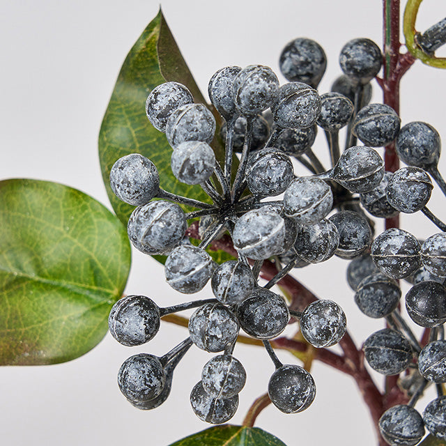 パティナベリー｜ブラック