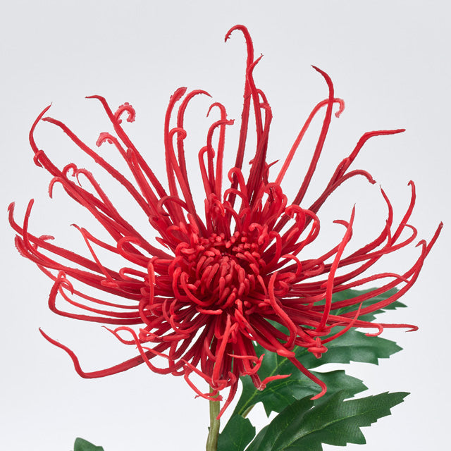 ＜10月中旬入荷予定＞糸菊