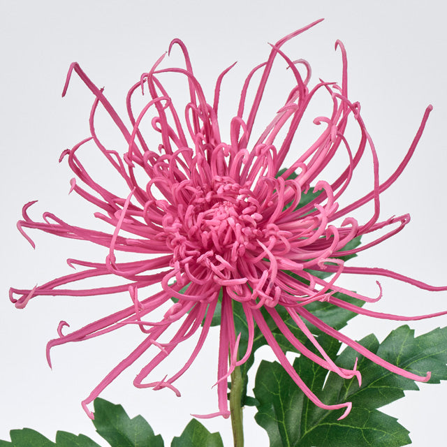 ＜10月中旬入荷予定＞糸菊