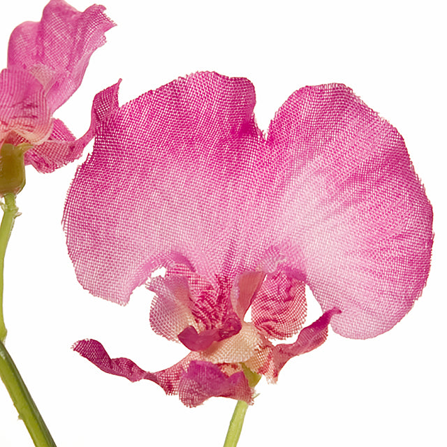 フラワリーオンシジウム｜ビューティー